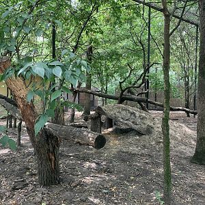 North-Chinese leopard exhibit