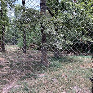 Southeast African lion enclosure