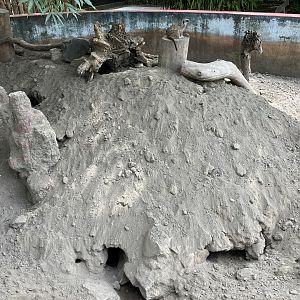 Meerkat exhibit