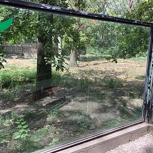 Spotted hyena exhibit