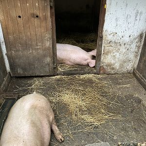 Domestic pig “hole”