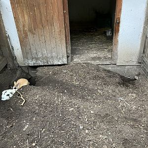 Second rabbit exhibit