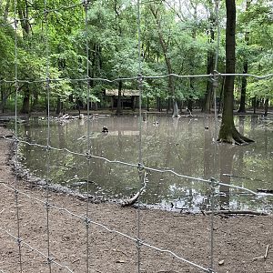 Fallow deer and white stork enclosure