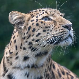 Amur leopard, Thrigby Hall, UK