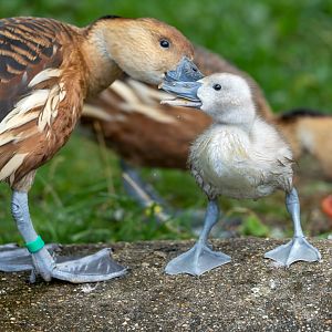 Fulvous whistling duck and duckling, Thrigby Hall, UK