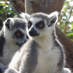 Ring-Tailed Lemur (Lemur catta)