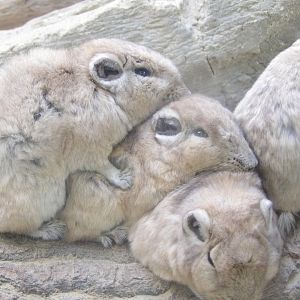 Gundi (Ctenodactylus gundi)