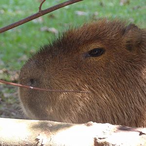 Capybara (Hydrochoerus hydrochaeris)