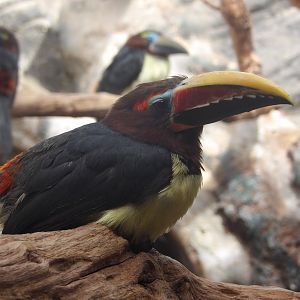 Green Aracari (Pteroglossus viridis)