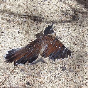 Spotted Laughingthrush Sunbathing (Garrulax ocellatus)