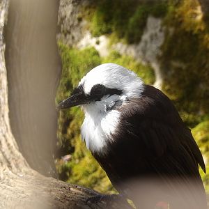Sumatran Laughingthrush (Garrulax bicolor)
