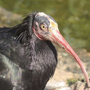 Northern Bald Ibis (Geronticus eremita)