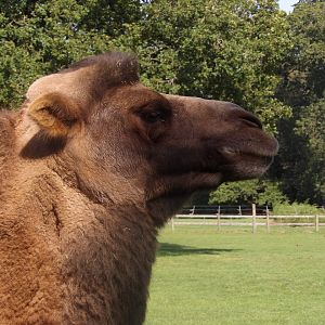 Bactrian Camel (Camelus bactrianus)
