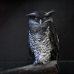 Barred eagle owl, Bubo sumatranus