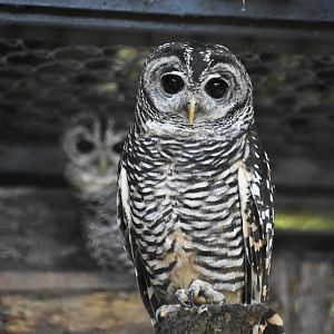 Chaco owl (and partner), Strix chacoensis