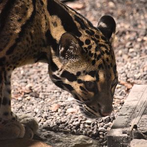 Clouded leopard, Neofelis nebulosa