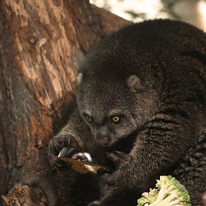 Bear cuscus, Ailurops ursinus