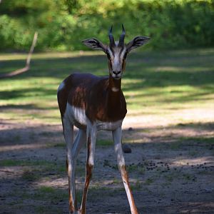 Dama gazelle, Nanger dama