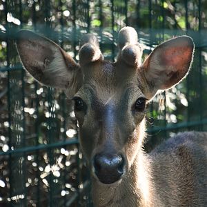 Eld's deer, Rucervus eldii