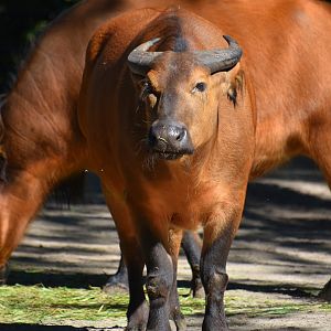 African forest buffalo, Syncerus caffer