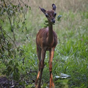 Southern gerenuk calf, Litocranius walleri