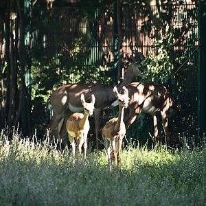 Southern gerenuk calves, Litocranius walleri