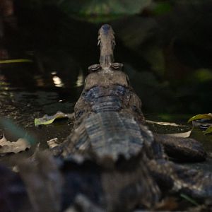 Sunda gharial, Tomistoma schlegelii