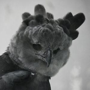 Harpy eagle, Harpia harpyja