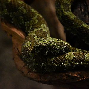 Mangshan pitviper, Protobothrops mangshanensis