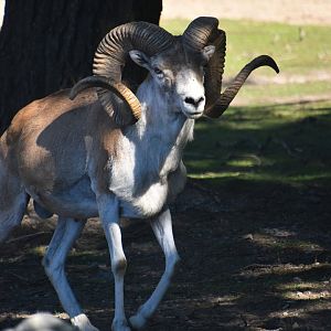 Marco Polo sheep, Ovis ammon