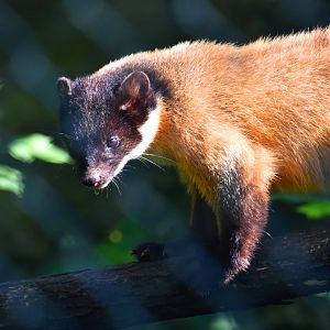 Yellow throated marten, Martes flavigula