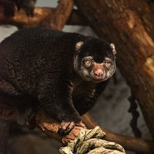 Bear cuscus male, Ailurops ursinus