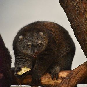 Young Bear cuscus, Ailurops ursinus