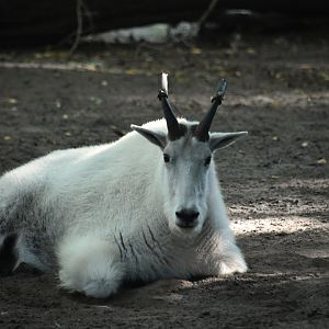 Mountain goat, Oreamnos americanus
