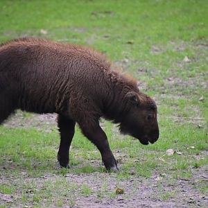 Mishmi takin, Budorcas taxicolor