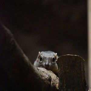 Northern treeshrew, Tupaia belangeri