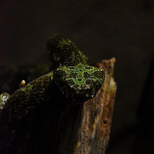 Mangshan pitviper, Protobothrops mangshanensis