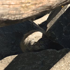 Pallas's cat in the Himalayan area, Otocolobus manul