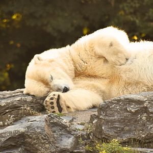 Polar bear, Ursus maritimus