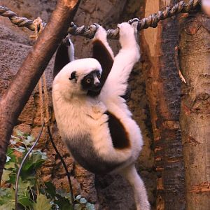 Coquerel's sifaka, Propithecus coquereli