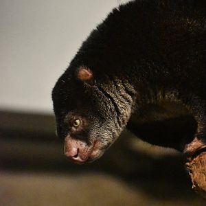 Bear cuscus, Ailurops ursinus