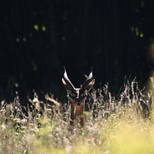 Southern gerenuk, Litocranius walleri