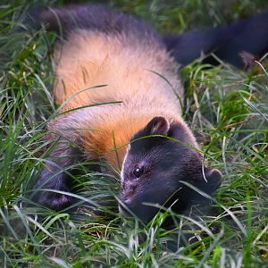 Yellow throated marten, Martes flavigula