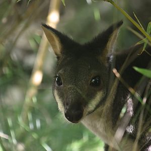 Dusky pademelon, Thylogale brunii
