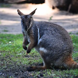 Yellow footed rock wallaby, Petrogale xanthopus