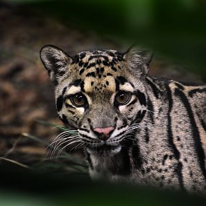 Clouded leopard, Neofelis nebulosa