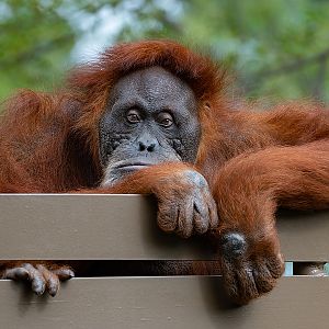 Puppe, Sumatran Orangutan