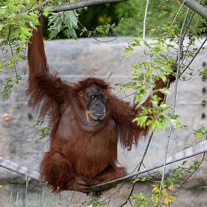 Puppe, Sumatran Orangutan