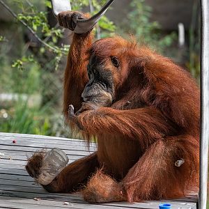 Puppe, Sumatran Orangutan
