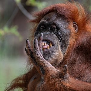 Puppe, Sumatran Orangutan